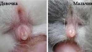 Как да се определи думата в зайци: как да разберем и разграничаваме